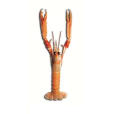 CIGALA ENTERA 8/11 (XL)...